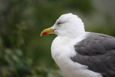 Close-up of eagle