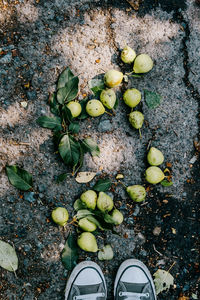 High angle view of fruits on plant