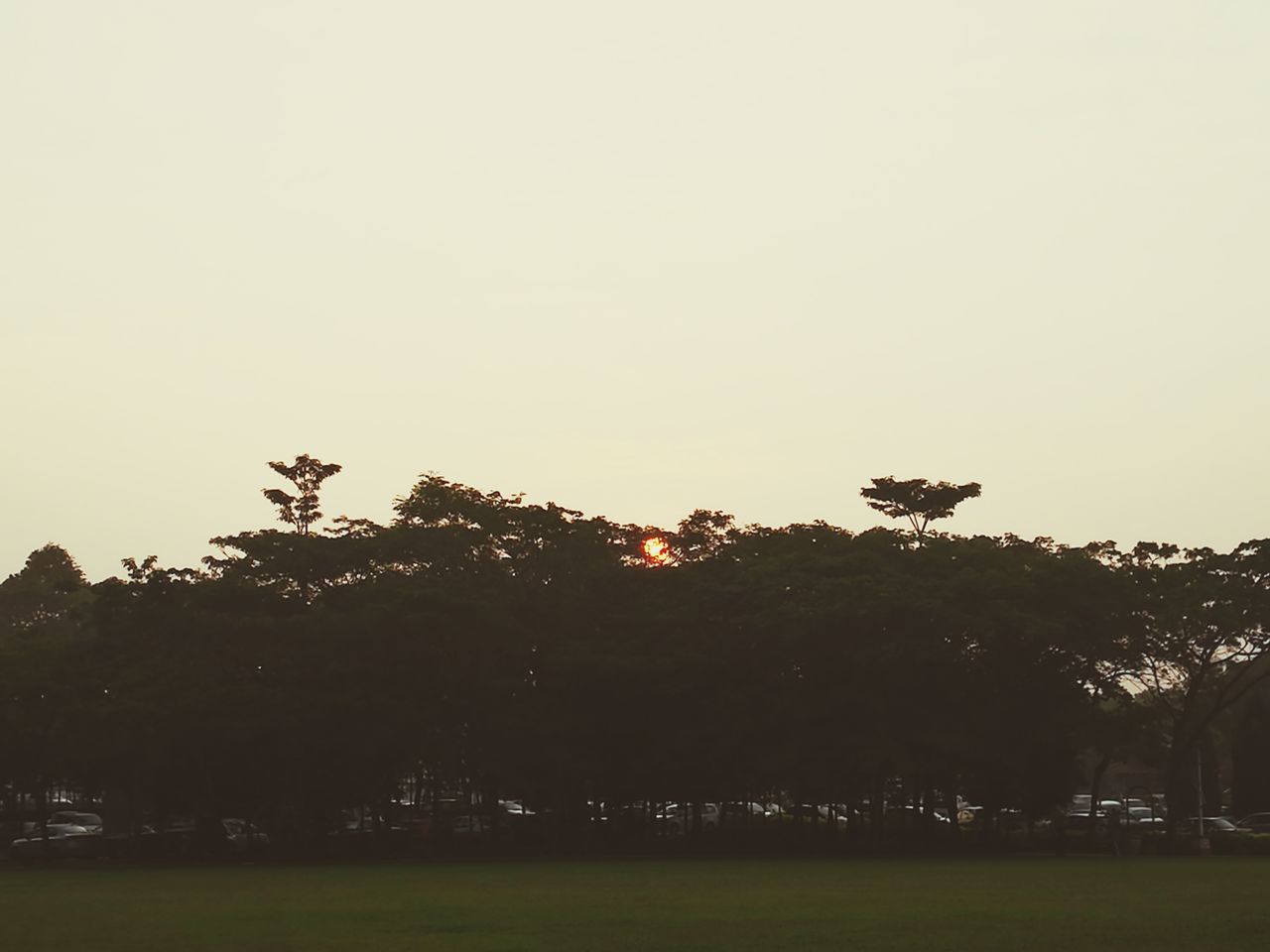 tree, silhouette, sunset, nature, no people, clear sky, growth, beauty in nature, outdoors, scenics, sky, day