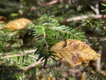 Close-up of leaves on pine tree