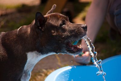 Close-up of dog drinking water