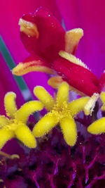 Close-up of flowers