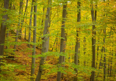 Trees in forest during autumn