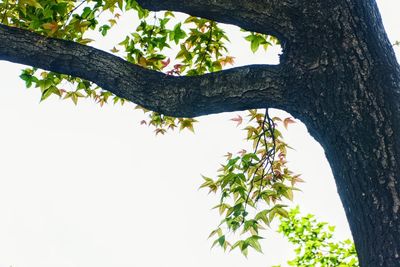 Low angle view of tree against clear sky