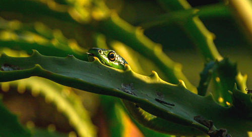 Close-up of insect on leaf