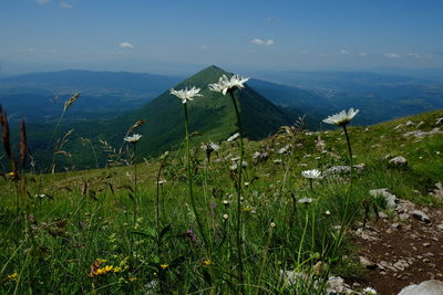 Scenic view of grassy field against sky