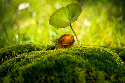 Close-up of snail on moss covered rock