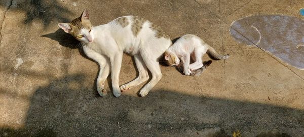 High angle view of cat and kitten playing on street