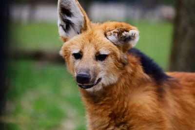 Close-up of a wolf looking away