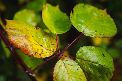 Close-up of insect on plant