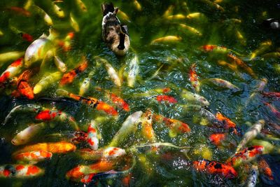 High angle view of koi carps swimming in lake