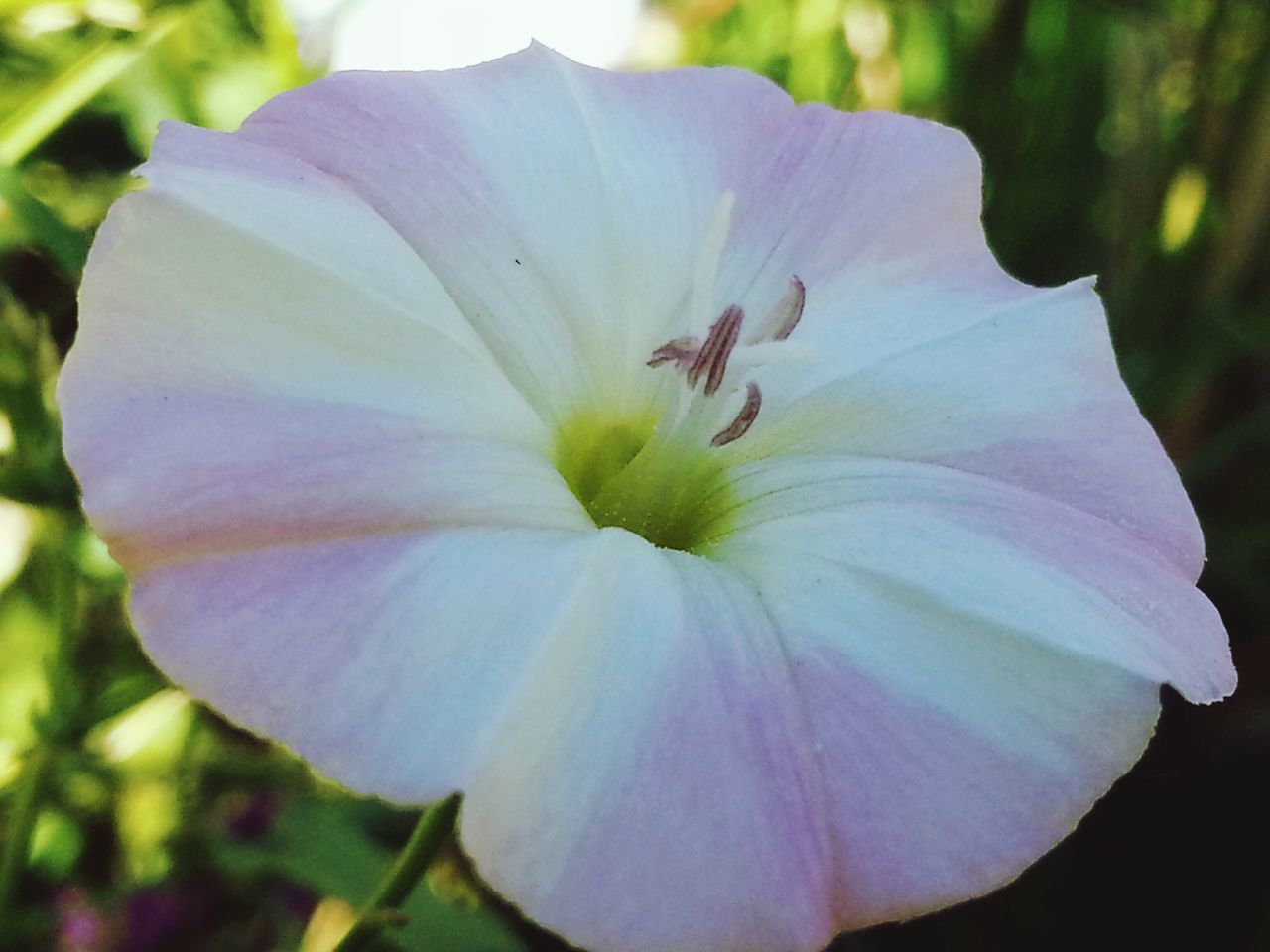 flower, petal, freshness, flower head, fragility, single flower, growth, beauty in nature, close-up, nature, blooming, stamen, in bloom, plant, pink color, focus on foreground, blossom, pollen, macro, springtime