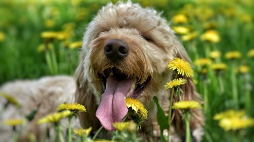 Close-up of a dog
