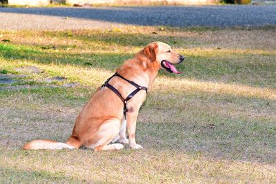 Dog looking away