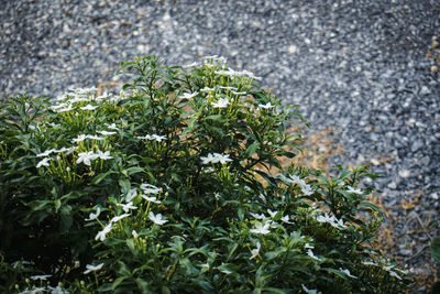 High angle view of plants growing in city