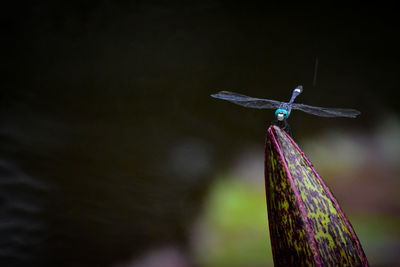 Close-up of dragonfly on wooden post