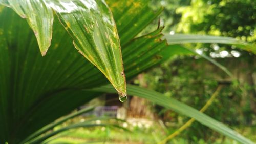 Close-up of water drops on leaves