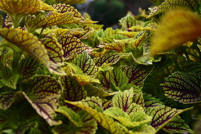 Close-up of fresh green leaves