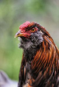 Close-up of rooster