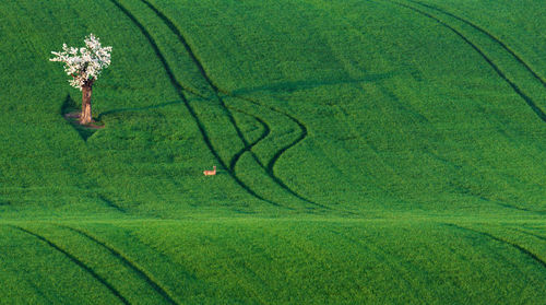 High angle view of agricultural field