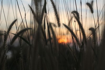 Close-up of stalks in field at sunset