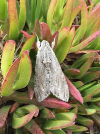 High angle view of insect on plant