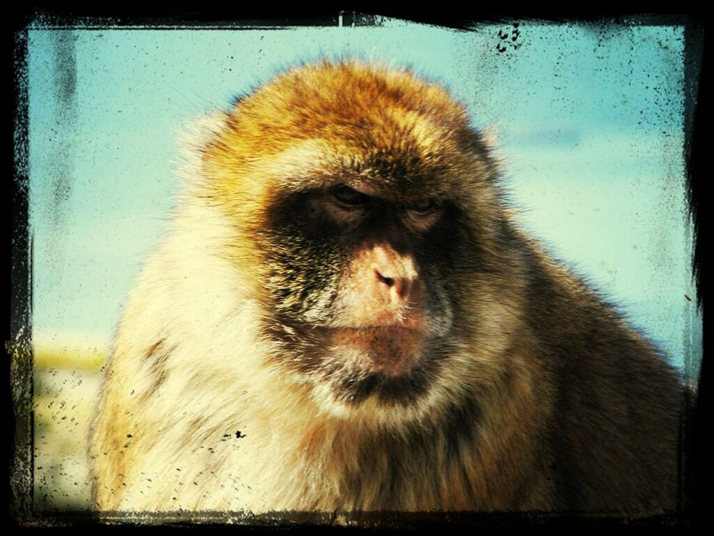 animal themes, wildlife, animals in the wild, one animal, monkey, transfer print, primate, auto post production filter, mammal, close-up, zoology, young animal, vertebrate, nature, bird, no people, animals in captivity, outdoors, animal head, day
