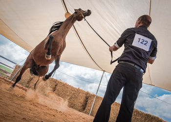 The israeli arabian horse festival