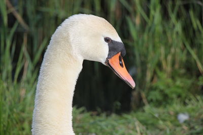 Close-up of swan