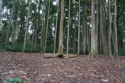 Trees growing in forest