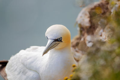 Northern garnet sat on its nest at bempton cliffs north yorkshire,uk