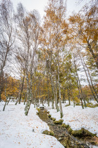 Trees on snow covered land