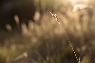 Close-up of stalks against blurred background