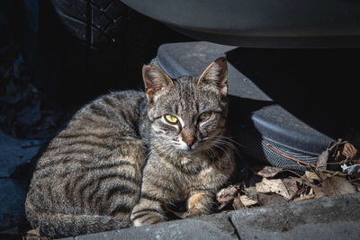 Close-up portrait of tabby cat