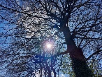 Low angle view of sunlight streaming through bare tree