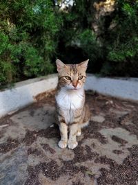 High angle view of cat relaxing outdoors