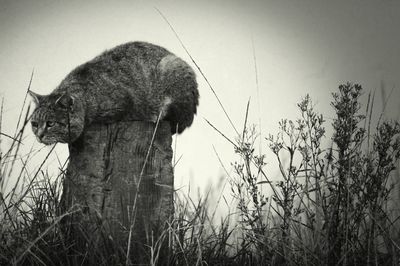 Low angle view of plants against sky