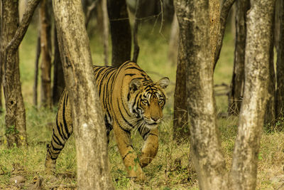 Tiger walking amidst trees in forest