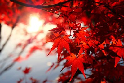 Low angle view of maple leaves