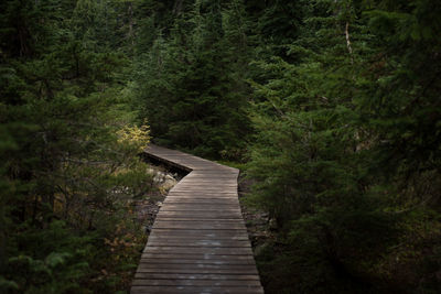 Wooden jetty on footbridge in forest