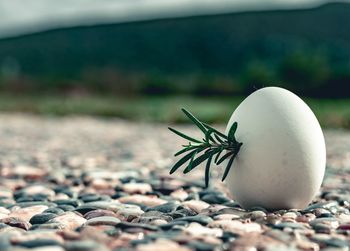 Close-up of pebbles on land