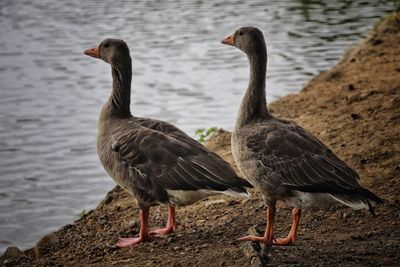 Ducks at lakeshore