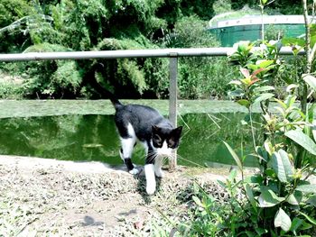 View of cat on plants