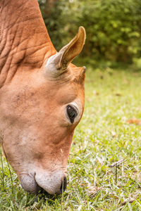 Close-up of a horse on field