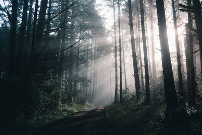 Trees in forest