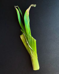 High angle view of green leaf on table against black background