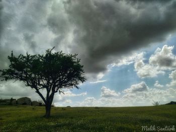 Tree on field against sky