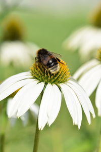 Close-up of bee pollinating on flower