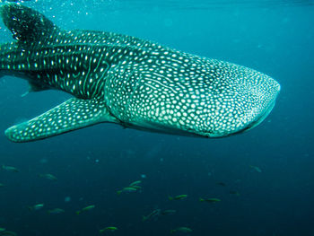 Fish swimming in sea