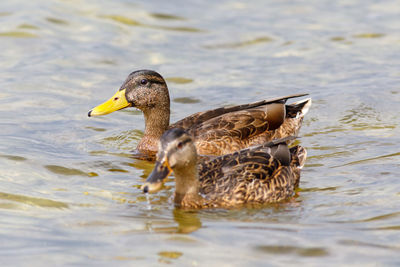 Side view of mallard duck swimming in lake